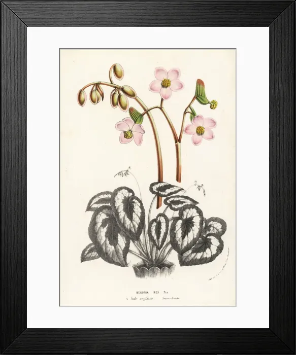 Framed Print : Rex begonia, Begonia rex Framed Print : Rex begonia, Begonia rex