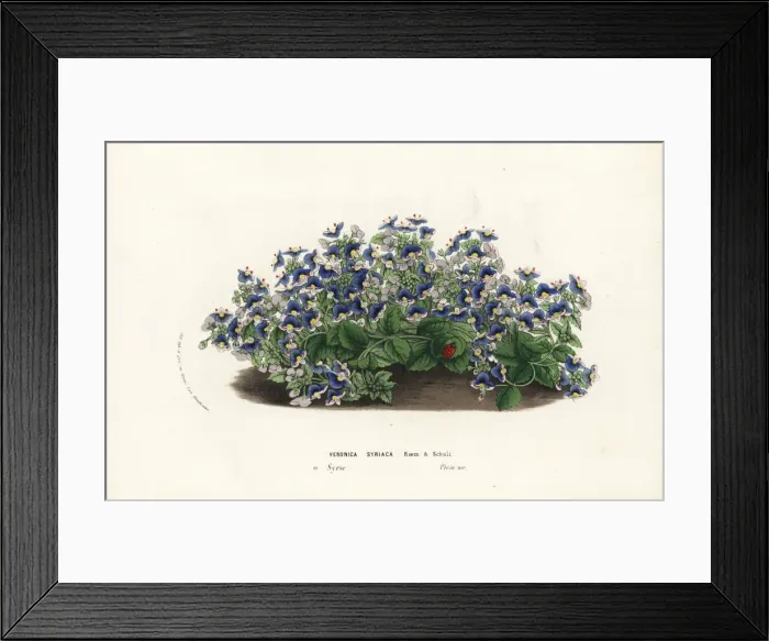 Framed Print : Syrian speedwell, Veronica syriaca Framed Print : Syrian speedwell, Veronica syriaca