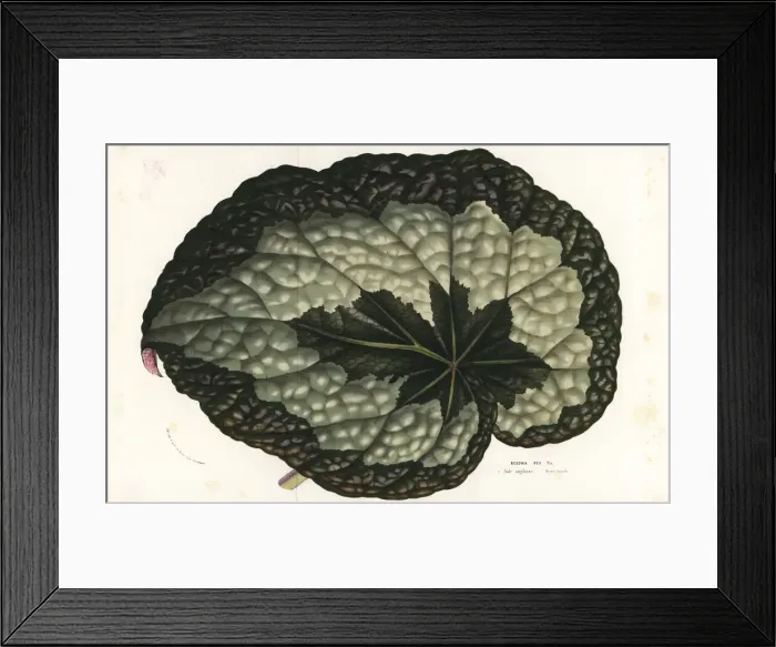 Framed Print : Rex begonia leaf, Begonia rex Framed Print : Rex begonia leaf, Begonia rex
