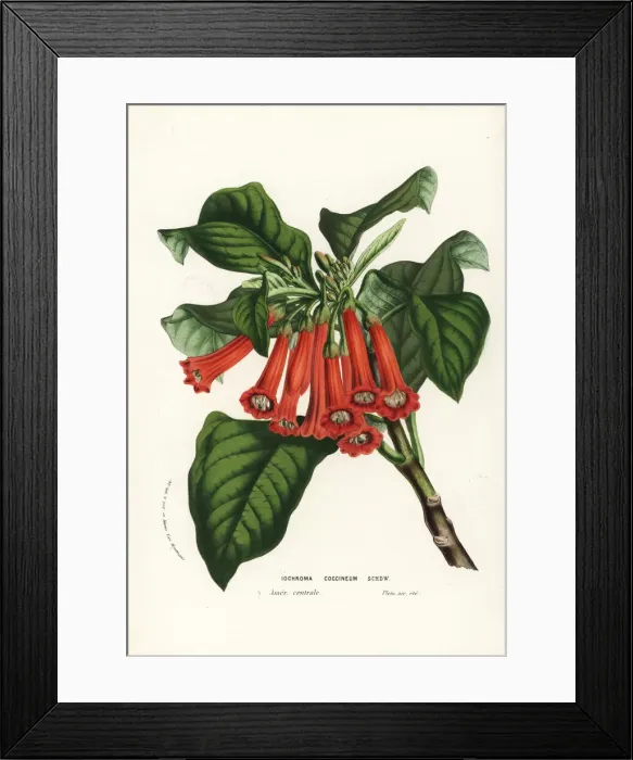 Framed Print : Scarlet iochroma, Iochroma coccineum Framed Print : Scarlet iochroma, Iochroma coccineum