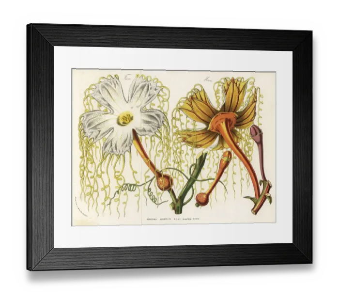 Framed Print : Hodgsonia heteroclita flowers, female and male Framed Print : Hodgsonia heteroclita flowers, female and male