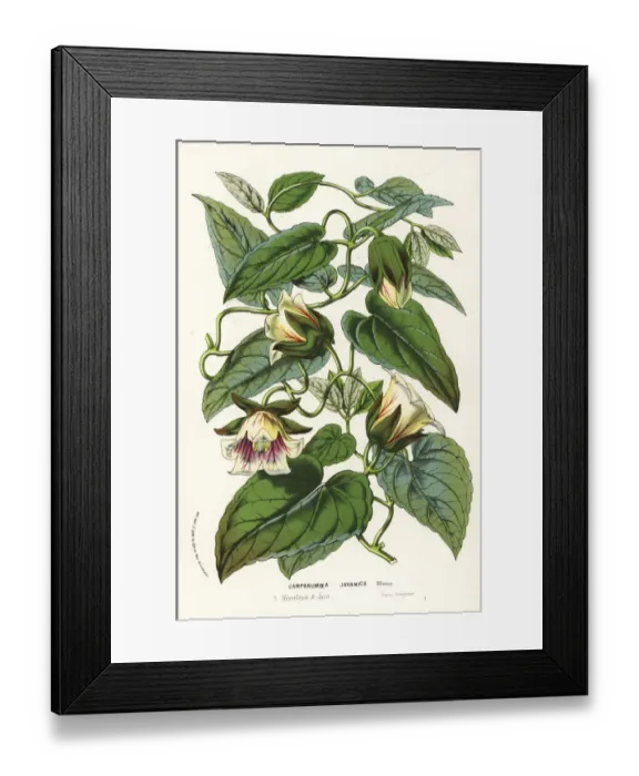 Framed Print : Dangshen, Codonopsis javanica Framed Print : Dangshen, Codonopsis javanica