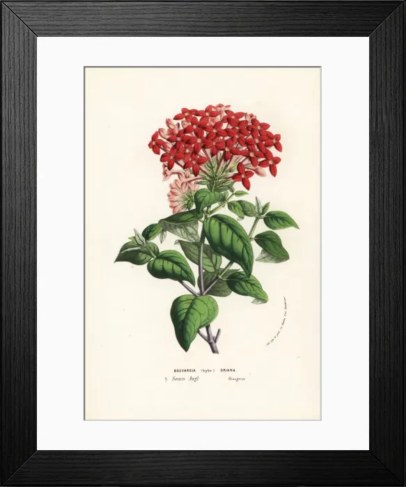 Framed Print : Bouvardia hybrid, Oriana Framed Print : Bouvardia hybrid, Oriana