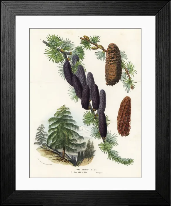 Framed Print : Sikkim larch, Larix griffithii Framed Print : Sikkim larch, Larix griffithii