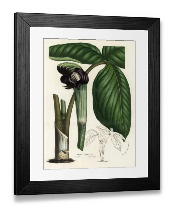 Framed Print : Cobra lily, Arisaema ringens Framed Print : Cobra lily, Arisaema ringens