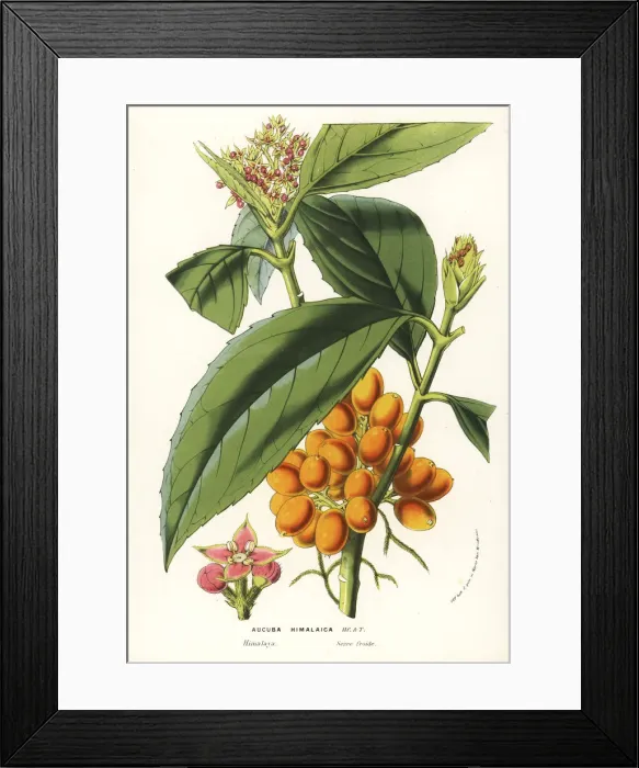 Framed Print : Himalayan aucuba or aokiba, Aucuba himalaica Framed Print : Himalayan aucuba or aokiba, Aucuba himalaica