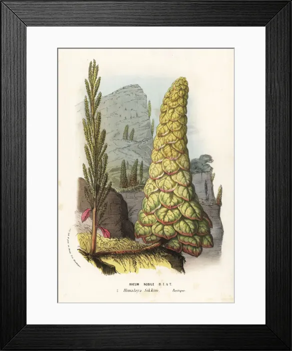 Framed Print : Noble rhubarb or Sikkim rhubarb, Rheum nobile Framed Print : Noble rhubarb or Sikkim rhubarb, Rheum nobile