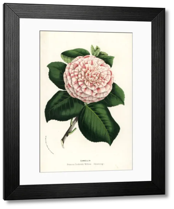 Framed Print : Camellia cultivar, Princess Frederick William Framed Print : Camellia cultivar, Princess Frederick William