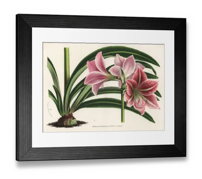 Framed Print : Hippeastrum reticulatum Framed Print : Hippeastrum reticulatum