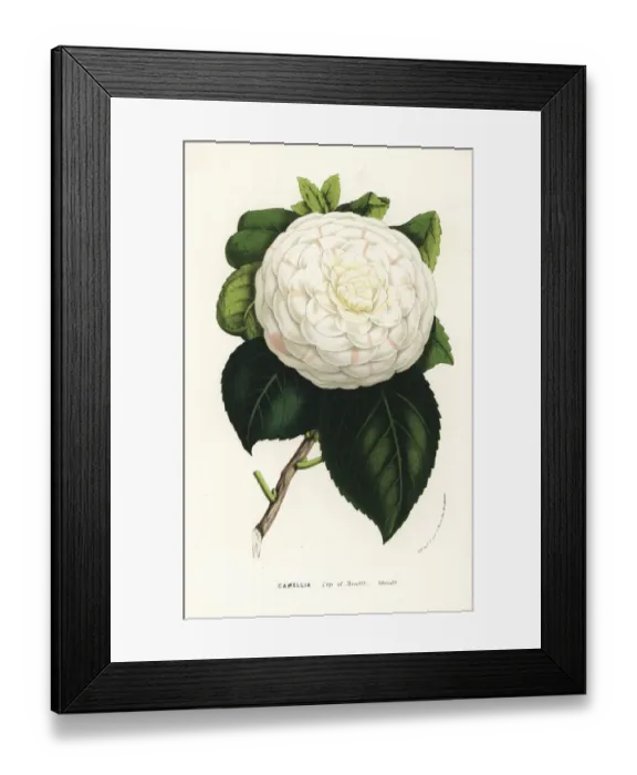 Framed Print : Camellia cultivar, Cup of Beauty, Camellia japonica Framed Print : Camellia cultivar, Cup of Beauty, Camellia japonica