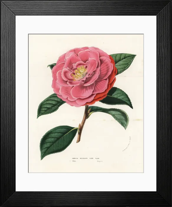 Framed Print : Camellia reticulata. Vulnerable Framed Print : Camellia reticulata. Vulnerable