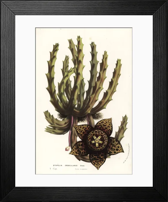 Framed Print : Carrion flower, Stisseria orbicularis Framed Print : Carrion flower, Stisseria orbicularis
