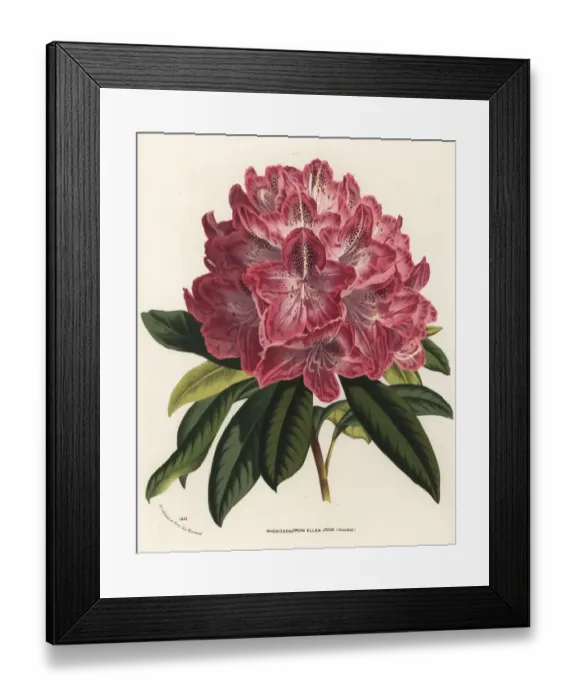 Framed Print : Rhododendron hybrid, Ellen Cook Framed Print : Rhododendron hybrid, Ellen Cook