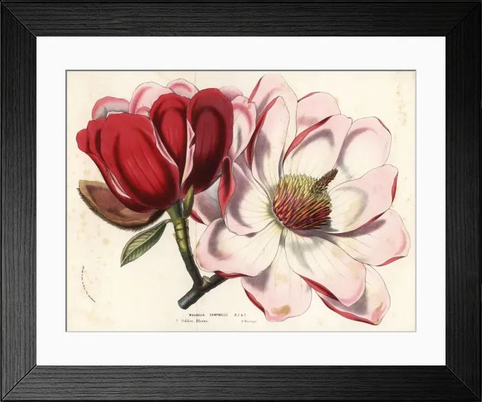 Framed Print : Campbells magnolia, Magnolia campbellii Framed Print : Campbells magnolia, Magnolia campbellii