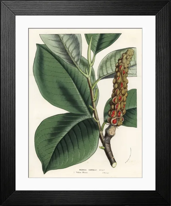 Framed Print : Campbells magnolia, Magnolia campbellii, leaves and seeds Framed Print : Campbells magnolia, Magnolia campbellii, leaves and seeds