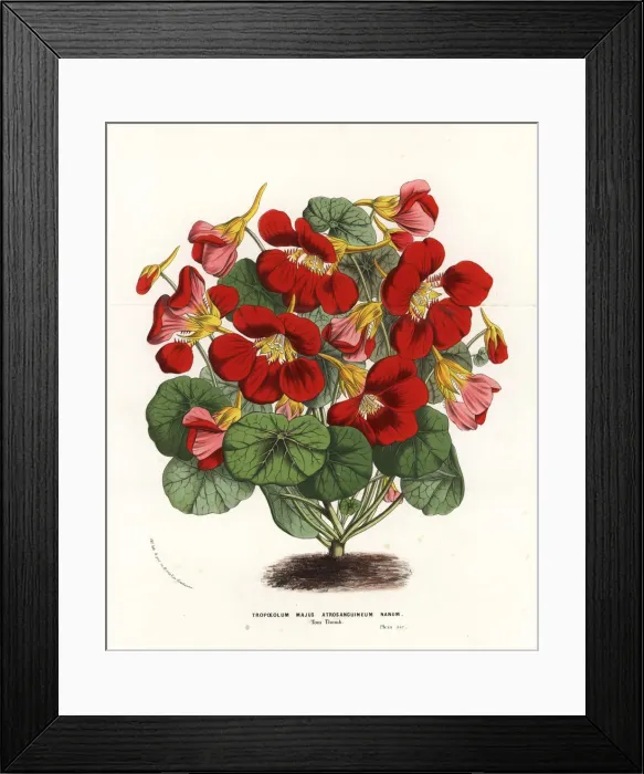 Framed Print : Garden nasturtium variety, Tom Thumb, Tropaeolum majus Framed Print : Garden nasturtium variety, Tom Thumb, Tropaeolum majus