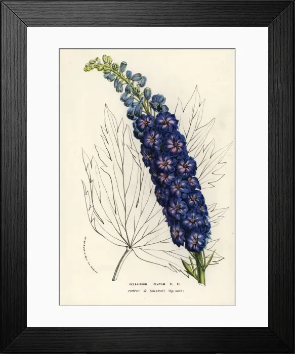 Framed Print : Candle larkspur variety, Pompon de Tirlemont Framed Print : Candle larkspur variety, Pompon de Tirlemont