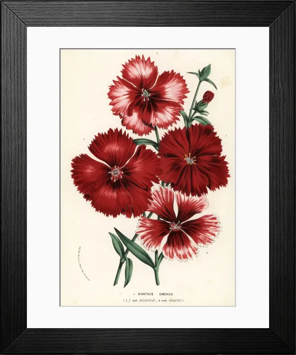 Framed Print : China pink, Dianthus chinensis, varieties Framed Print : China pink, Dianthus chinensis, varieties