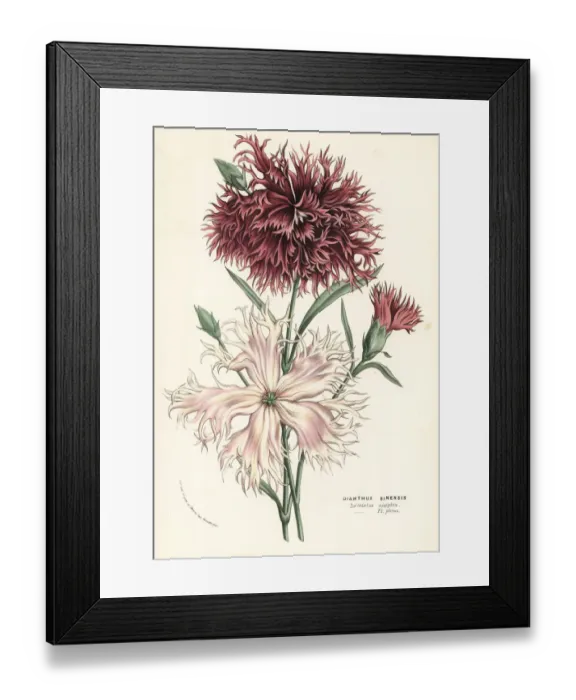 Framed Print : China pink, Dianthus chinensis, varieties Framed Print : China pink, Dianthus chinensis, varieties