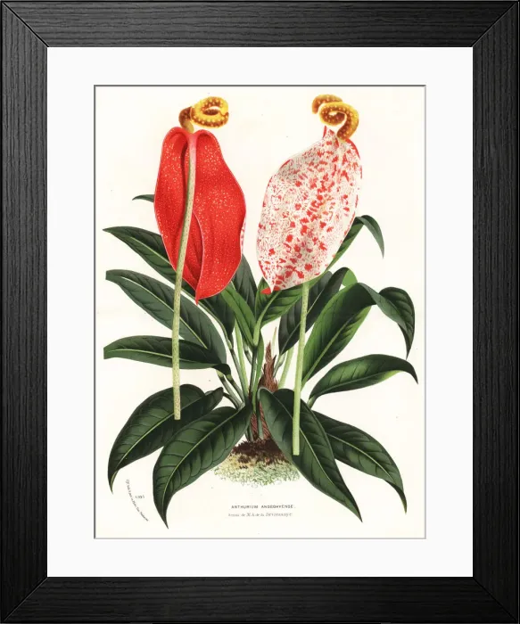 Framed Print : Flamingo flower cultivar, Anthurium x andegavense Framed Print : Flamingo flower cultivar, Anthurium x andegavense