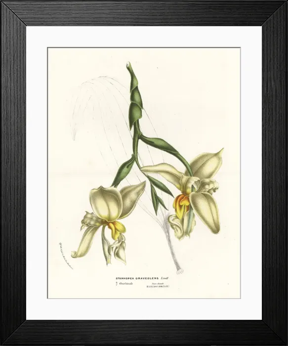 Framed Print : Stanhopea graveolens orchid Framed Print : Stanhopea graveolens orchid