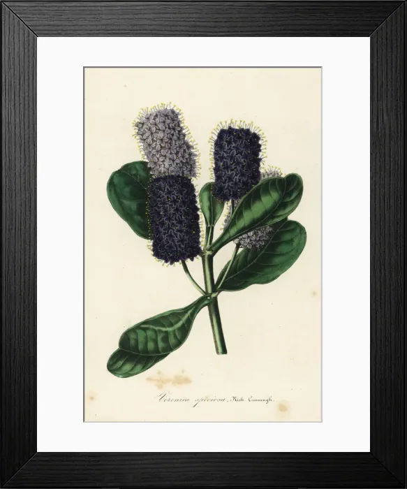 Framed Print : New Zealand hebe, Veronica speciosa Framed Print : New Zealand hebe, Veronica speciosa