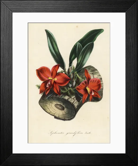 Framed Print : Cattleya coccinea orchid Framed Print : Cattleya coccinea orchid