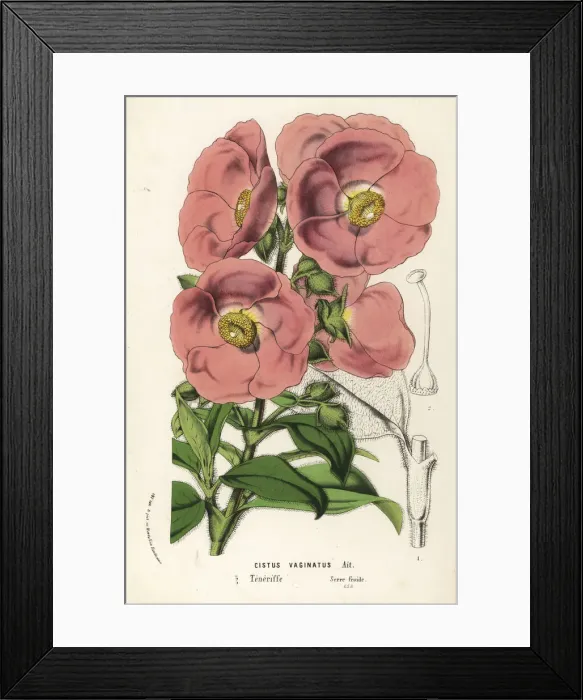 Framed Print : Rockrose, Cistus symphytifolius Framed Print : Rockrose, Cistus symphytifolius