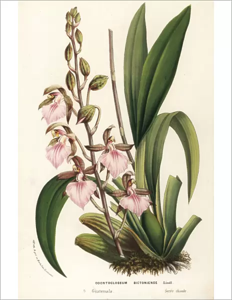 Bicton rhynchostylis orchid, Rhynchostele bictoniensis