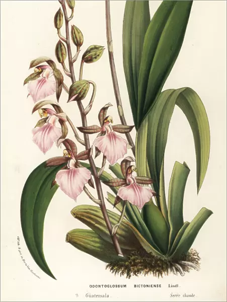 Bicton rhynchostylis orchid, Rhynchostele bictoniensis