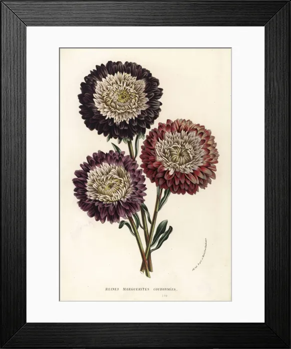 Framed Print : China aster cultivars, Callistephus chinensis Framed Print : China aster cultivars, Callistephus chinensis