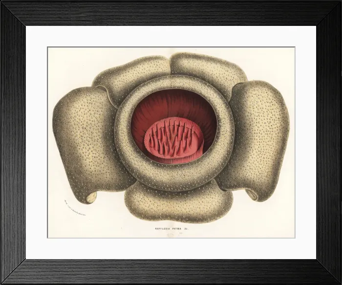 Framed Print : Rafflesia horsfieldii Framed Print : Rafflesia horsfieldii