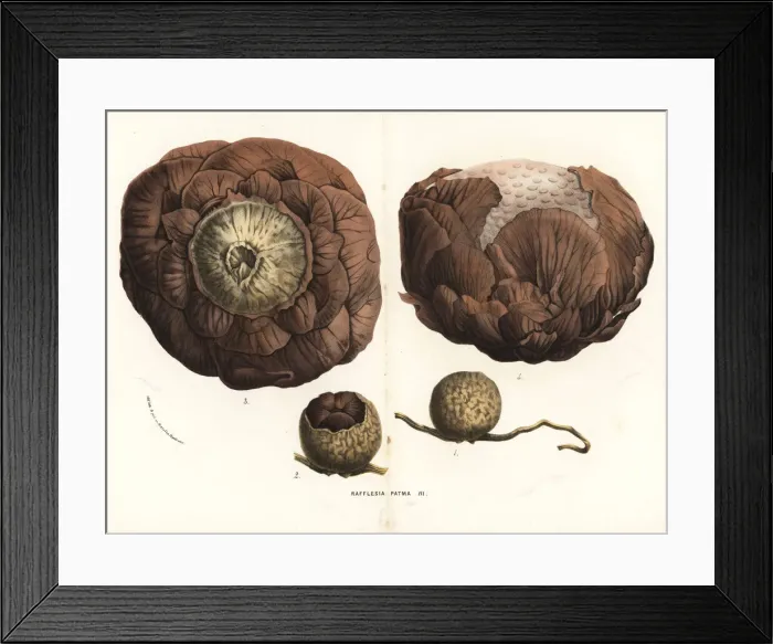 Framed Print : Rafflesia horsfieldii Framed Print : Rafflesia horsfieldii
