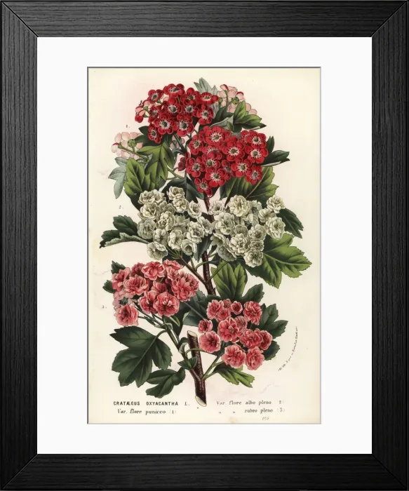 Framed Print : Hawthorn varieties, Crataegus oxyacantha Framed Print : Hawthorn varieties, Crataegus oxyacantha