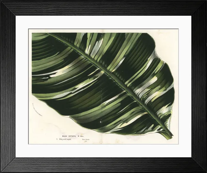 Framed Print : Banana leaf, Musa paradisiaca Framed Print : Banana leaf, Musa paradisiaca