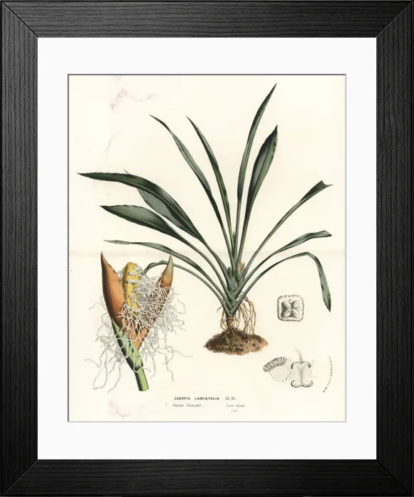 Framed Print : Ludovia lancifolia palm tree Framed Print : Ludovia lancifolia palm tree
