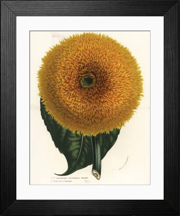 Framed Print : California sunflower, Helianthus californicus Framed Print : California sunflower, Helianthus californicus