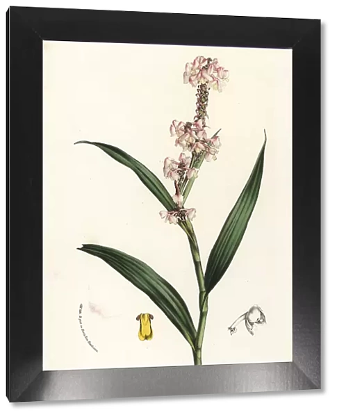 Polystachya rhodoptera orchid