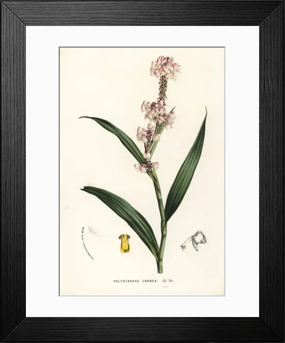 Framed Print : Polystachya rhodoptera orchid