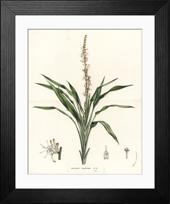 Framed Print : Lance dracaena orchid, Dracaena aubryana Framed Print : Lance dracaena orchid, Dracaena aubryana