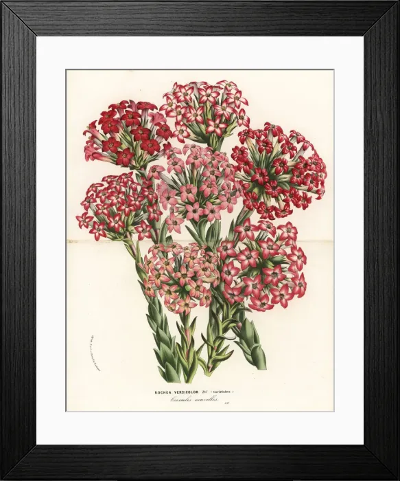 Framed Print : Crassula fascicularis varieties Framed Print : Crassula fascicularis varieties