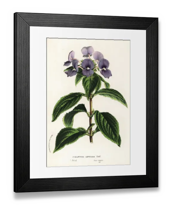 Framed Print : Amazon-blue snapdragon, Brazilian snapdragon Framed Print : Amazon-blue snapdragon, Brazilian snapdragon