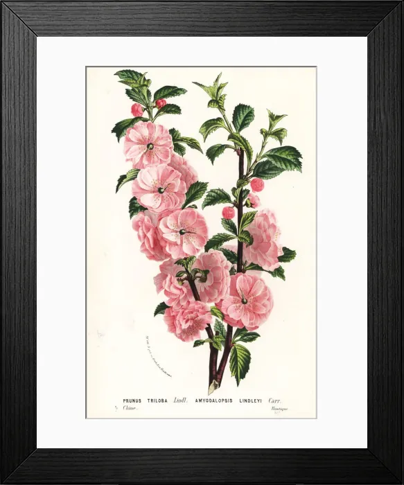 Framed Print : Flowering almond tree, Prunus triloba Framed Print : Flowering almond tree, Prunus triloba