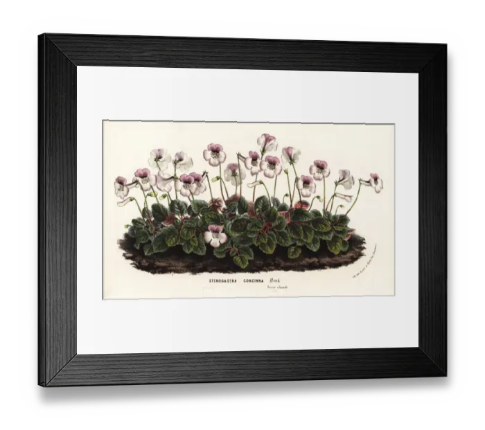 Framed Print : Sinningia concinna Framed Print : Sinningia concinna