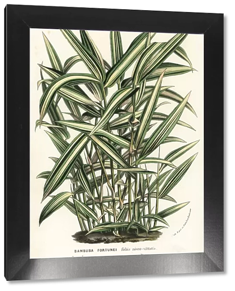 Dwarf whitestripe bamboo, Pleioblastus fortunei