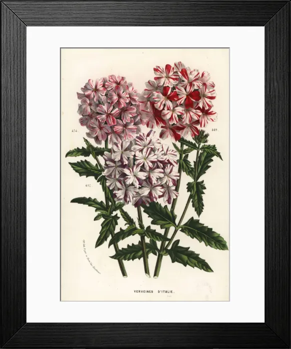 Framed Print : Italian vervain cultivars, Verbena officinalis Framed Print : Italian vervain cultivars, Verbena officinalis