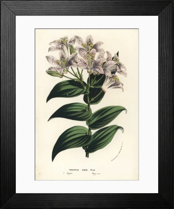 Framed Print : Toad lily, Tricyrtis hirta Framed Print : Toad lily, Tricyrtis hirta