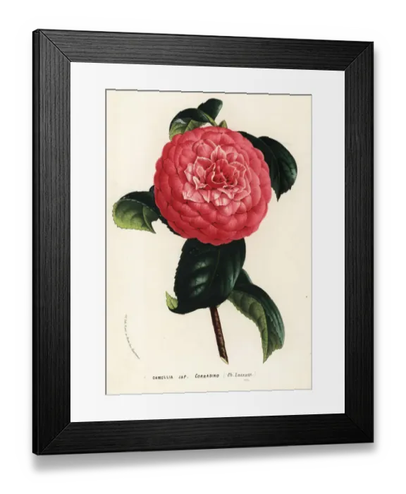 Framed Print : Camellia cultivar, Corradino, Camellia japonica Framed Print : Camellia cultivar, Corradino, Camellia japonica