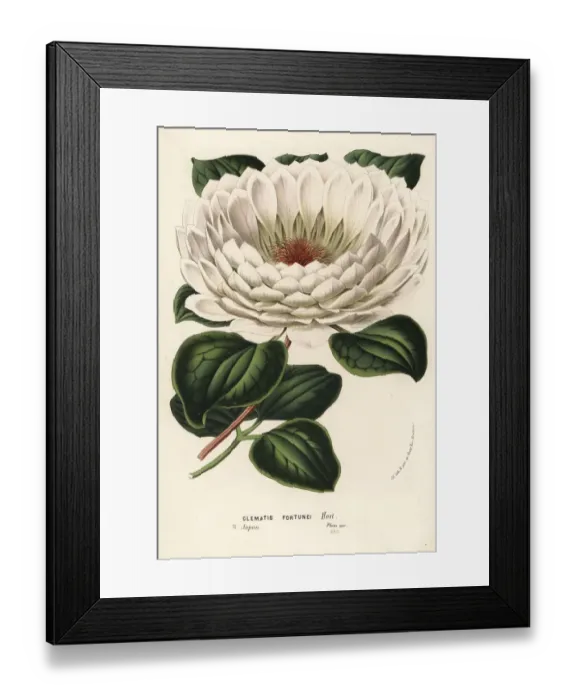 Framed Print : Williams clematis, Clematis williamsii Framed Print : Williams clematis, Clematis williamsii