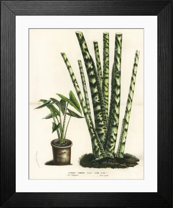 Framed Print : Alocasia zebrina Framed Print : Alocasia zebrina